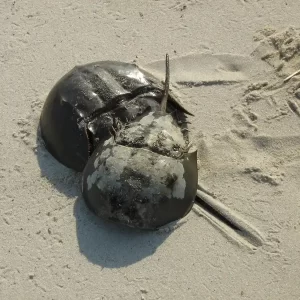 Best wildlife on the Jersey Shore