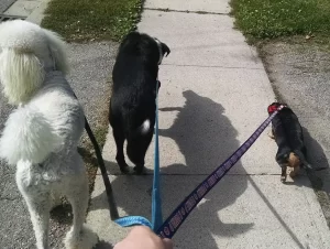 Roguetrippers Planning for Petcare while you go on vacation