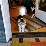 What to do with your pet when going on vacation