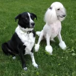 Petcare when you plan vacation Planning for PetCare when you go on vacation includes preparing for grooming