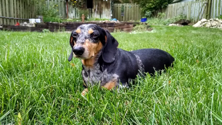 Planning for Petcare When You Travel Roguetrippers Planning petcare when you go on a vacation