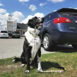 What do you do with your PETS for vacation Roguetrippers Planning Petcare before vacation