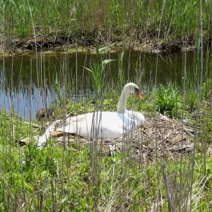 Jersey Shore Wildlife