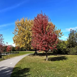 Best Places to see Autumn Leaves in Ontario