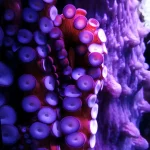 GIANT OCTOPUS attacks