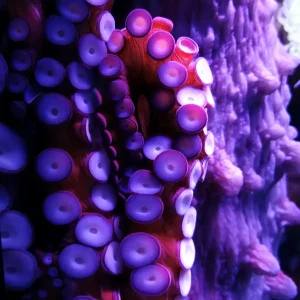 GIANT OCTOPUS attacks