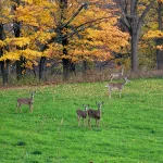 Deer grazing in a field
